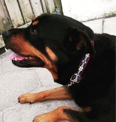  Designer Dog Collar -  Best Dog Collar 